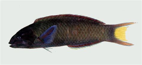 龍錦魚|Thalassoma lunare (Linnaeus, 1758) 